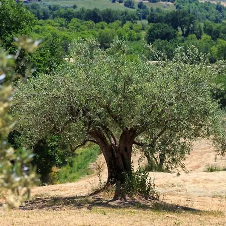 Torre Gialluise